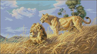 African lions