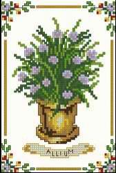 Allium