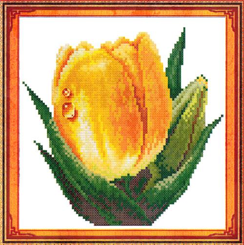 Giọt Nước Hoa Tulip