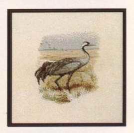 Grus grus