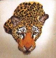 Leopard Portrait