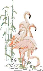 Pink flamingos