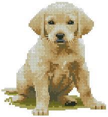 Puppy