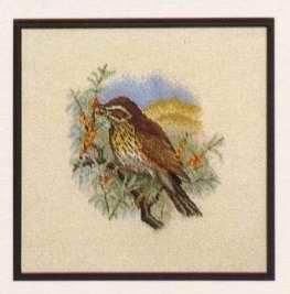 Turdus iliacus